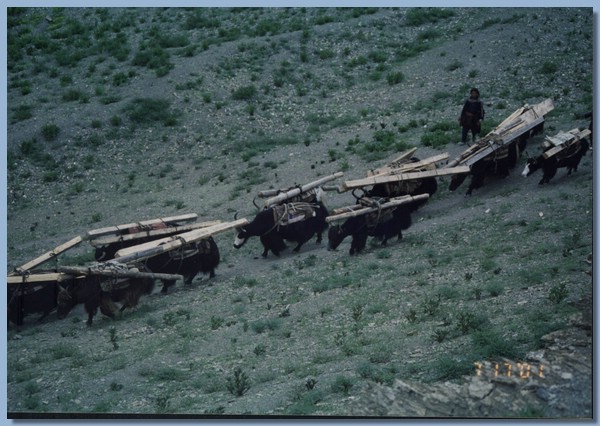 Holzbeladene Yaks gehen in einer Reihe.jpg