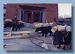 Yaks bringen das Bauholz für den Gompa-Neubau.jpg