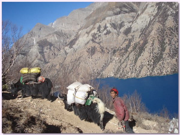 Transport der Waren aus Tibet auf Yakruecken ins Untere Dolpo.JPG