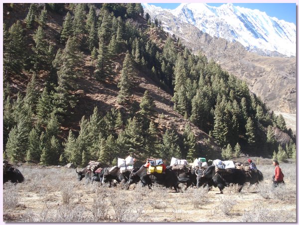 Yaks bringen die Waren aus Tibet nach unten.JPG
