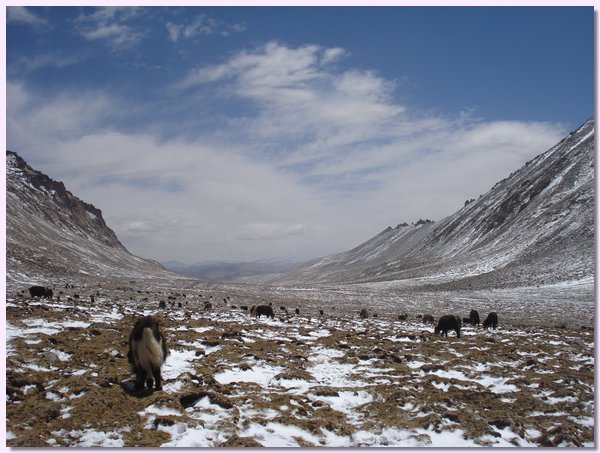 Yaks gehen zur Grenze nach Tibet.JPG
